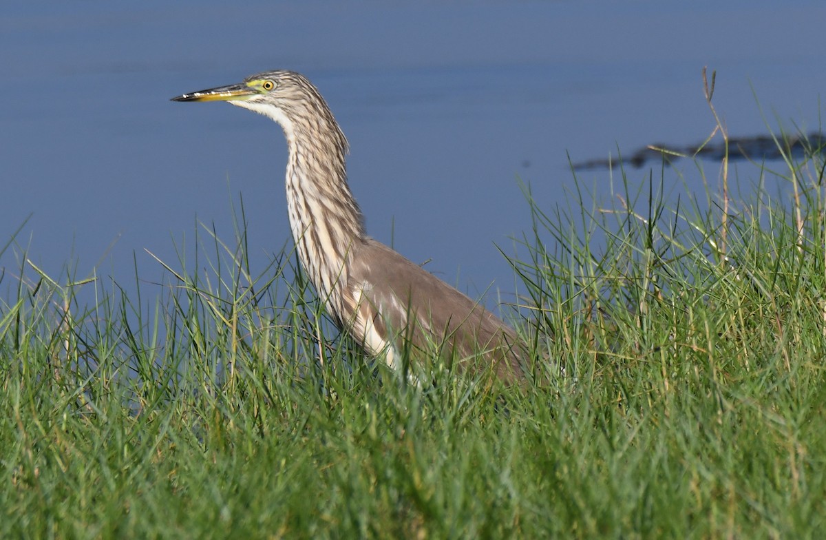 Чапля індійська - ML646627710