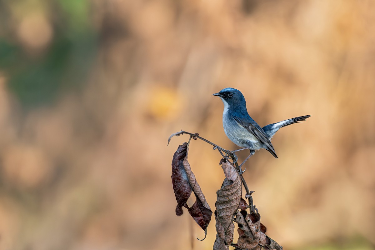 Slaty-blue Flycatcher - ML646627711