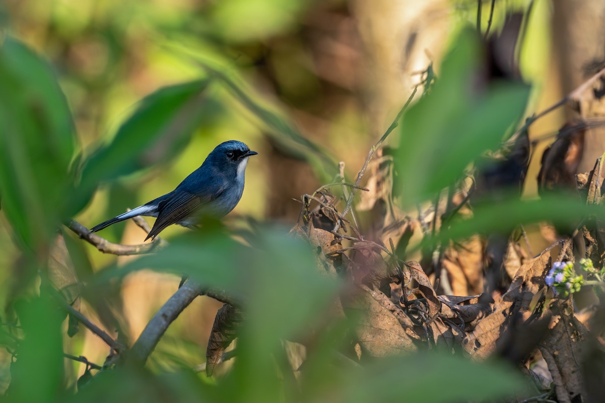Slaty-blue Flycatcher - ML646627712