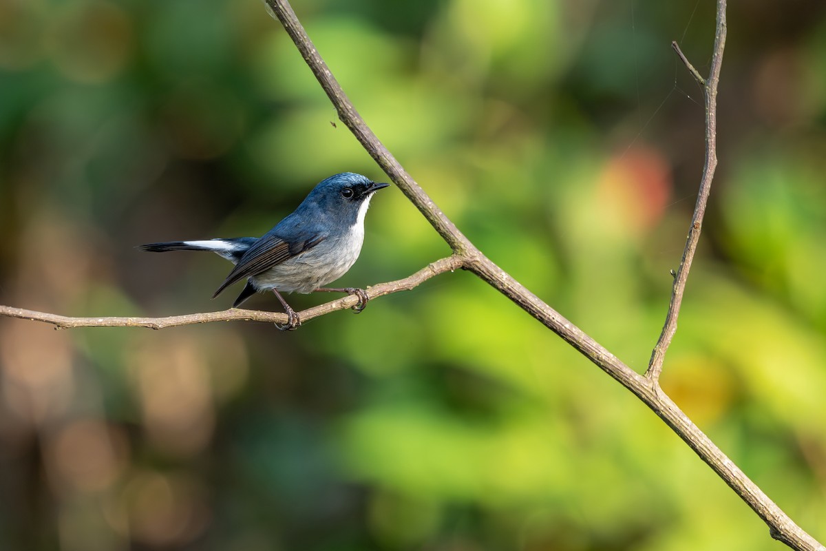 Slaty-blue Flycatcher - ML646627713
