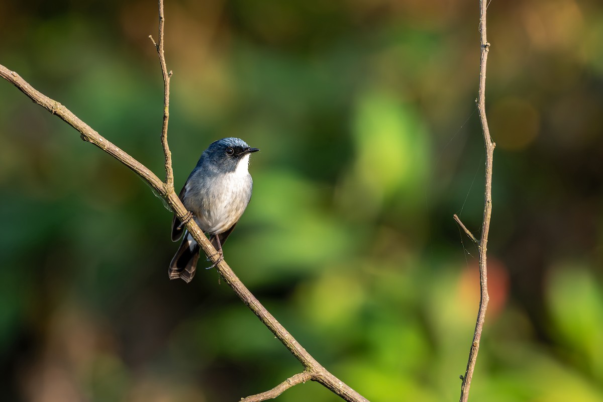 Slaty-blue Flycatcher - ML646627714