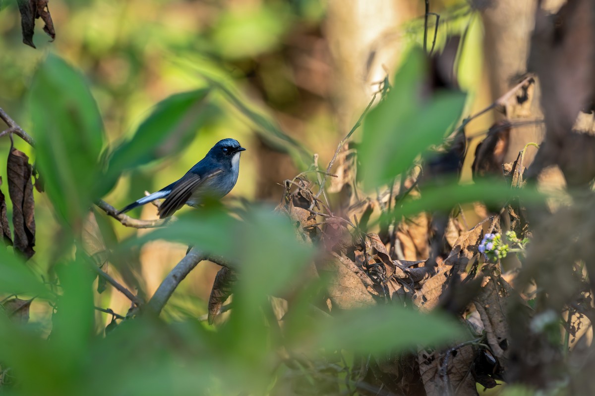 Slaty-blue Flycatcher - ML646627715