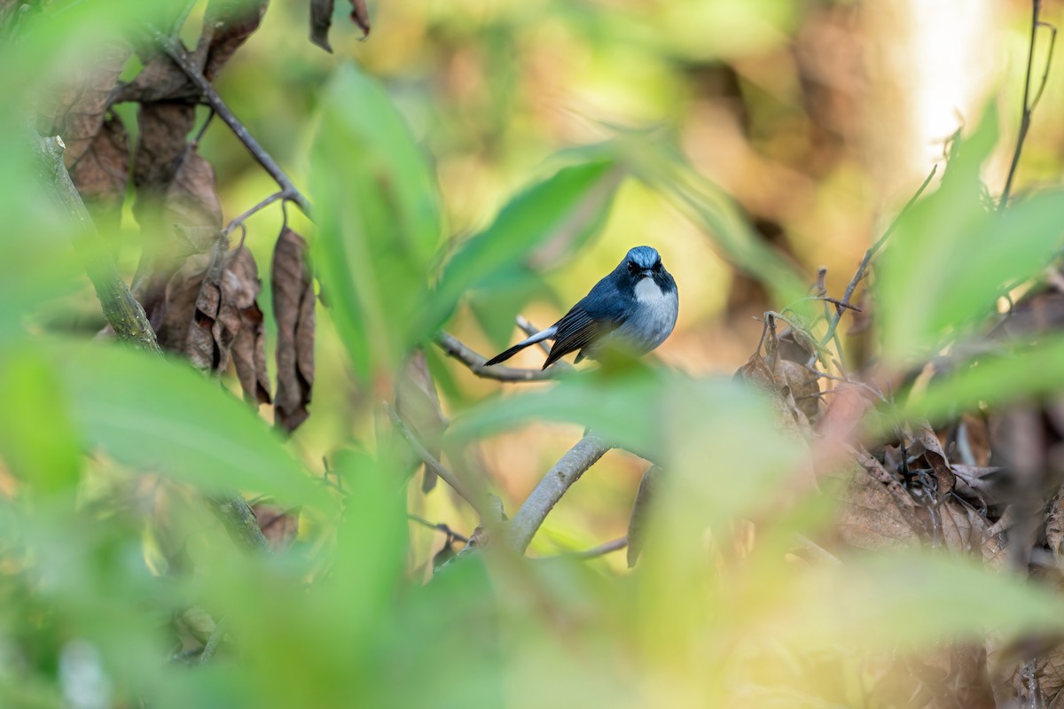 Slaty-blue Flycatcher - ML646627716
