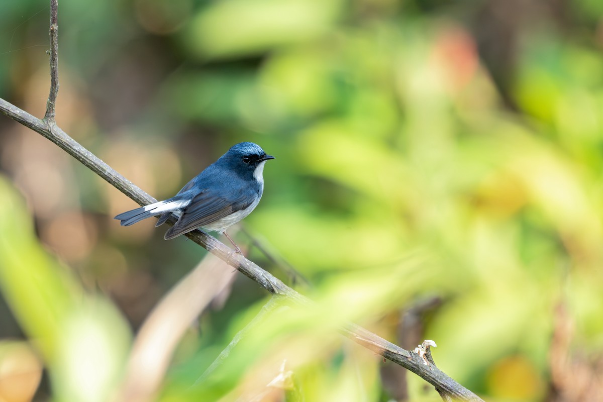 Slaty-blue Flycatcher - ML646627717