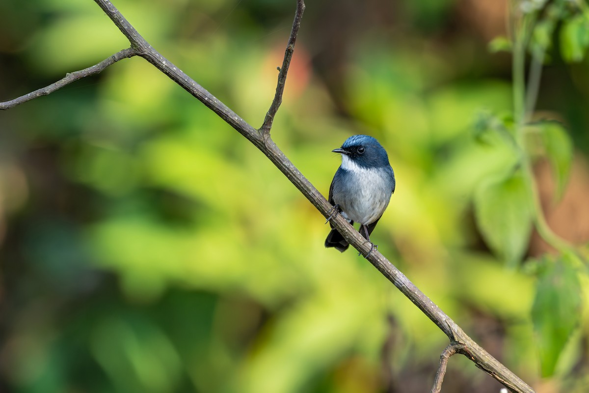 Slaty-blue Flycatcher - ML646627718