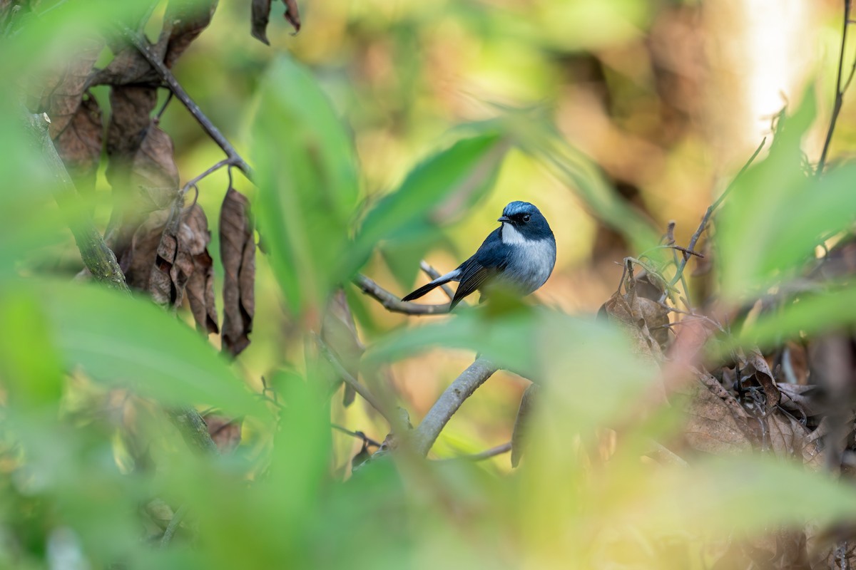 Slaty-blue Flycatcher - ML646627719