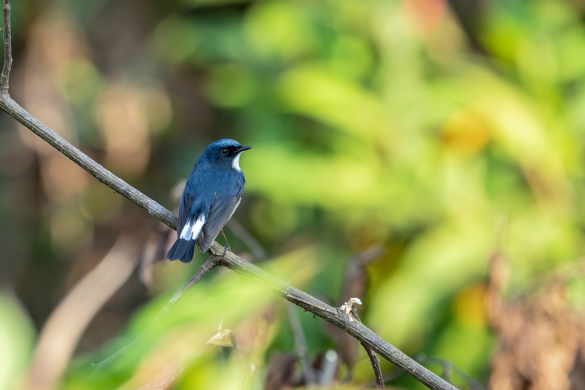 Slaty-blue Flycatcher - ML646627720