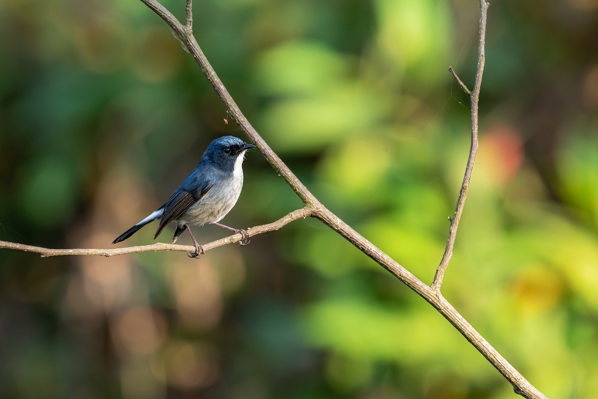 Slaty-blue Flycatcher - ML646627721