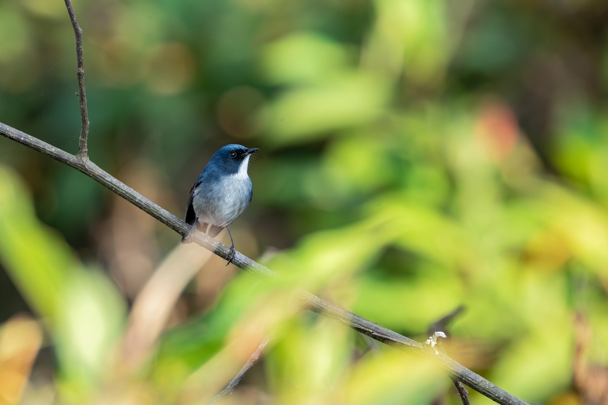 Slaty-blue Flycatcher - ML646627722