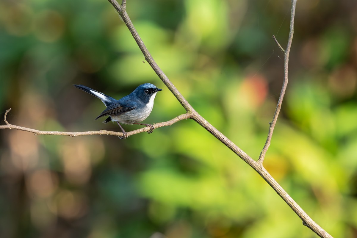 Slaty-blue Flycatcher - ML646627723