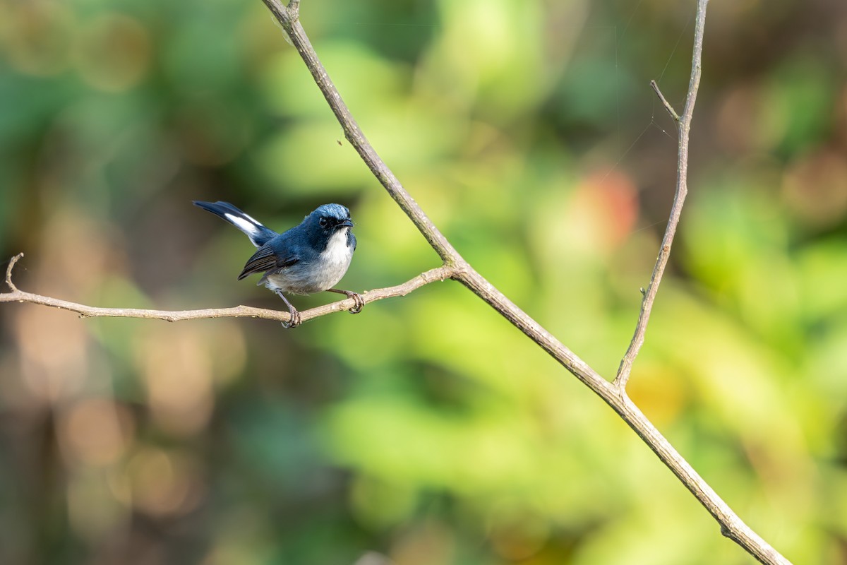 Slaty-blue Flycatcher - ML646627724