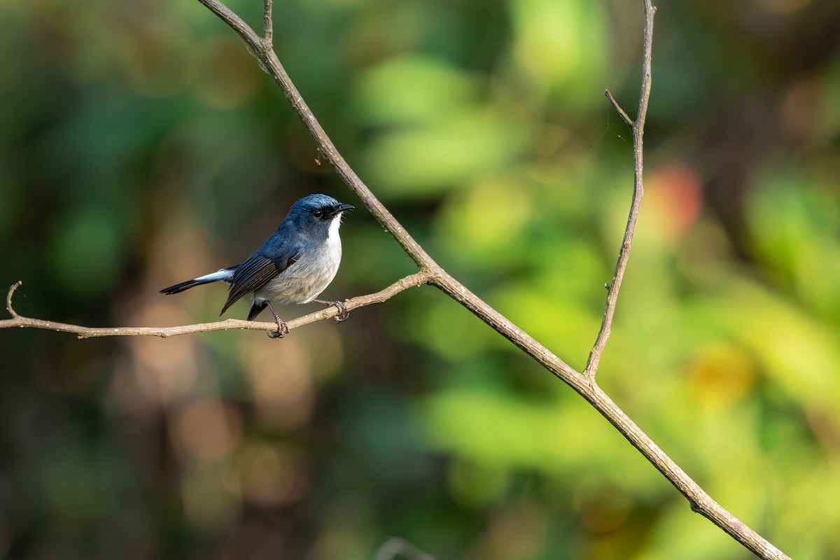 Slaty-blue Flycatcher - ML646627726