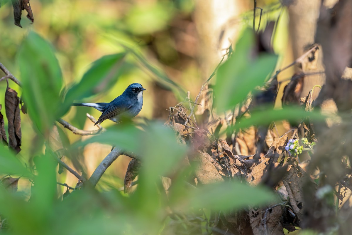 Slaty-blue Flycatcher - ML646627729