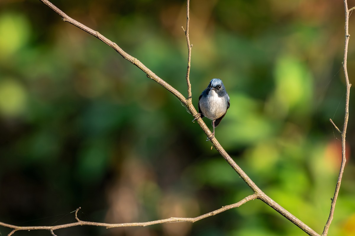 Slaty-blue Flycatcher - ML646627730