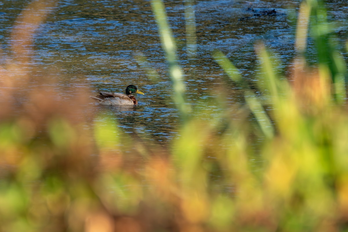 Basahatea - ML646627732