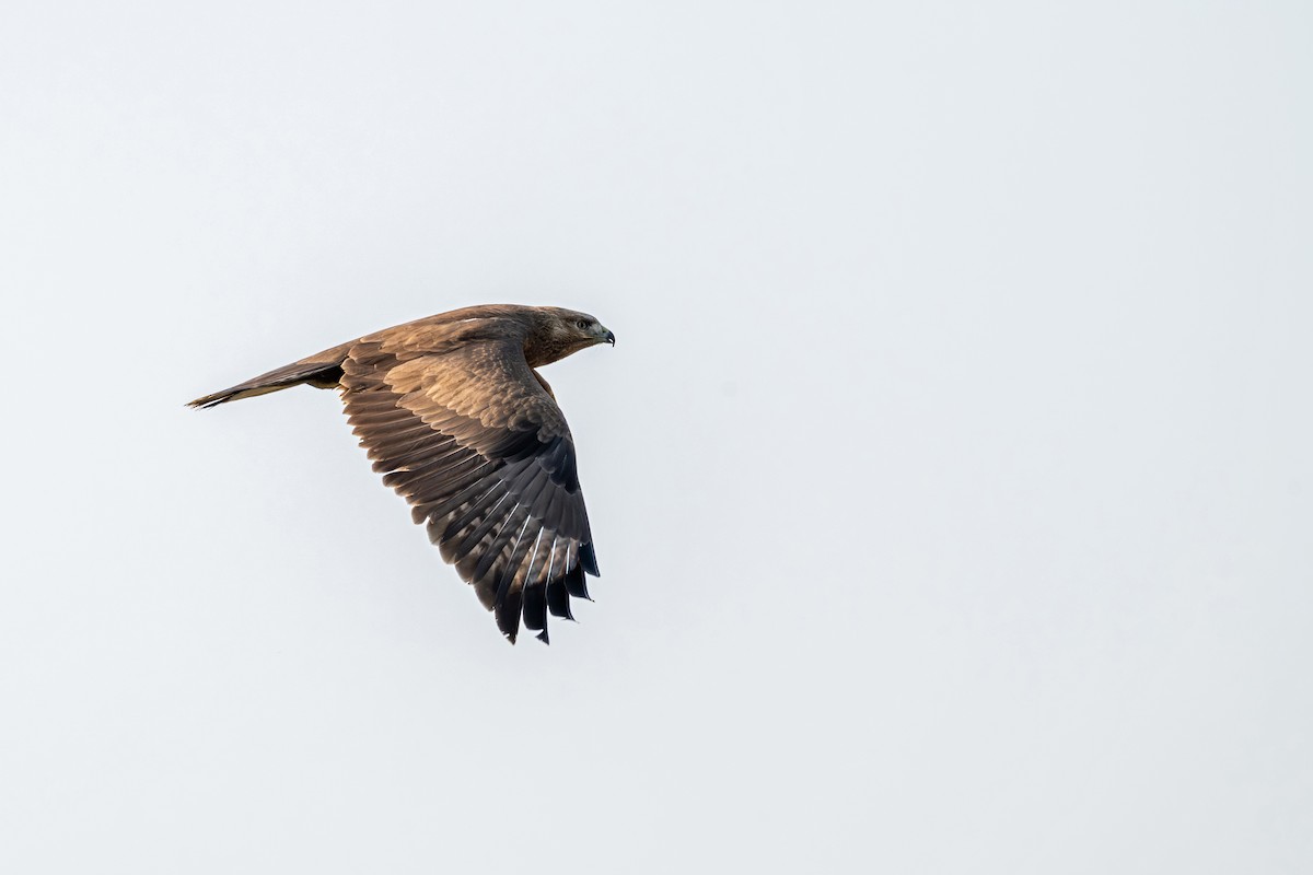 Himalayan Buzzard - ML646627735
