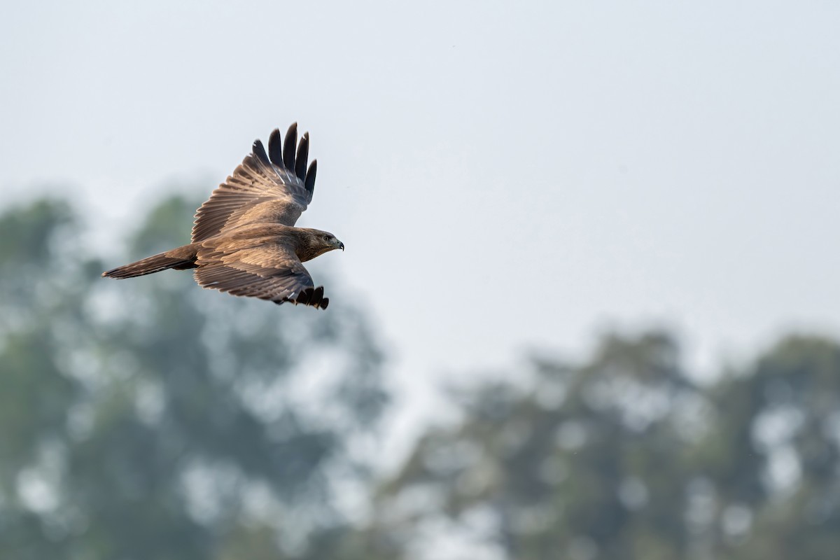 Himalayan Buzzard - ML646627736