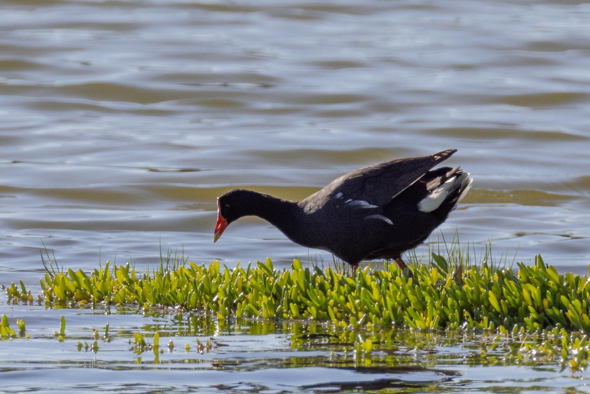 Gallinule d'Amérique (sandvicensis) - ML646627738