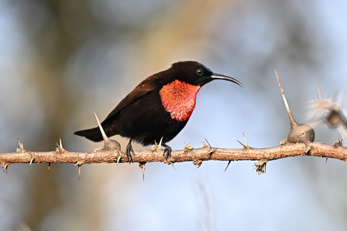 Scarlet-chested Sunbird - ML646627739