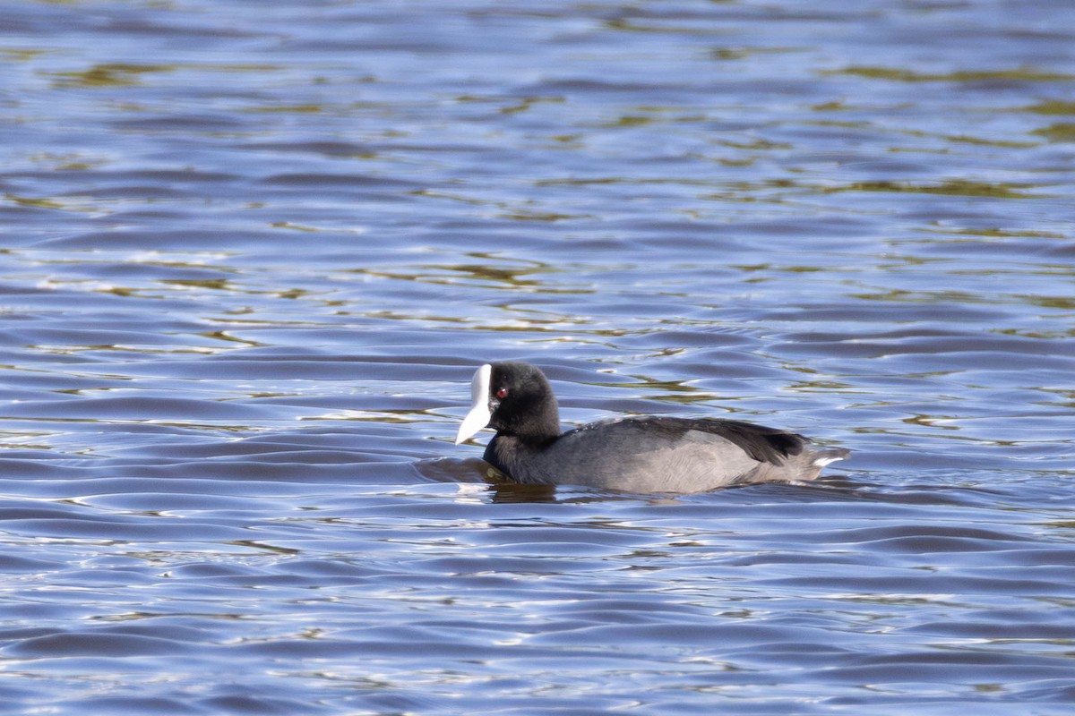 Foulque des Hawaï - ML646627740