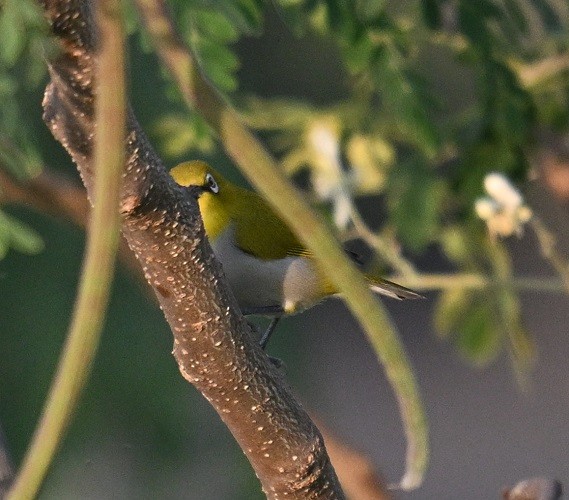 インドメジロ - ML646627741