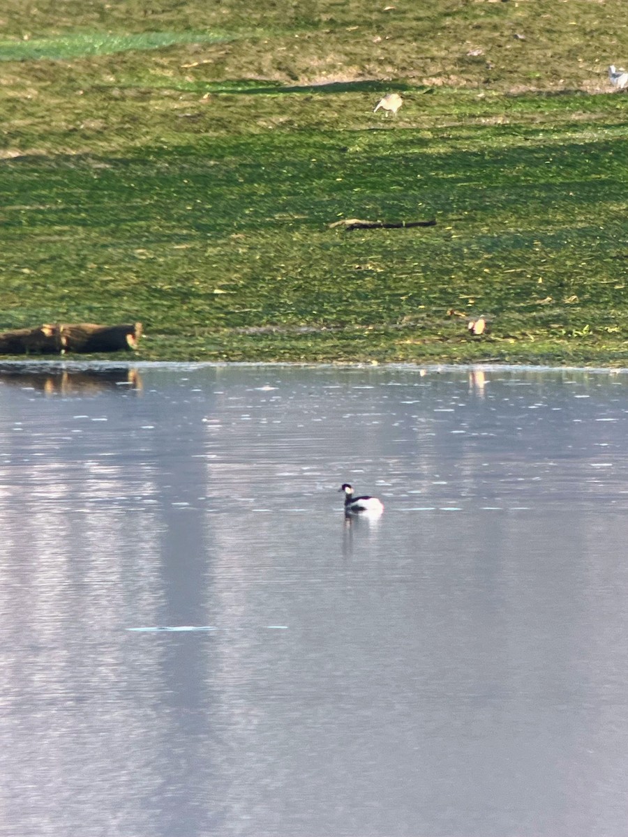 potápka žlutorohá - ML646627742