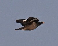 モリハッカ - ML646627743