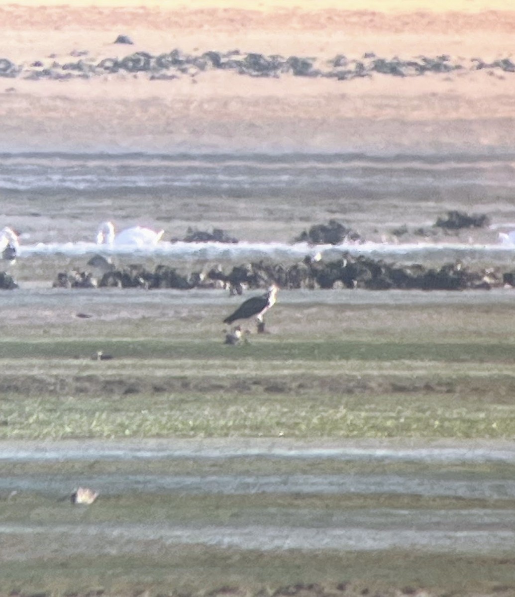 orlovec říční - ML646627744