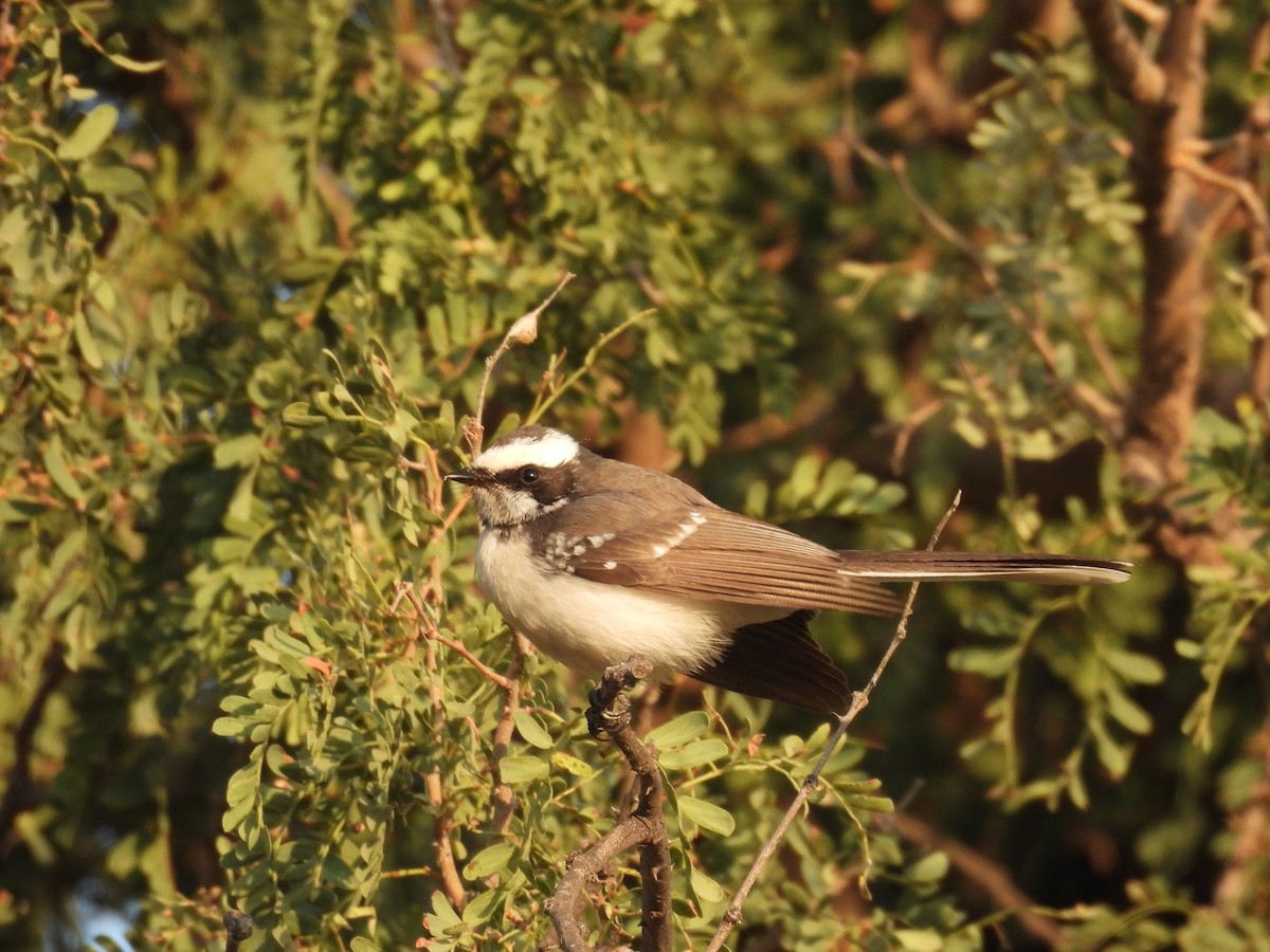 White-browed Fantail - ML646627745