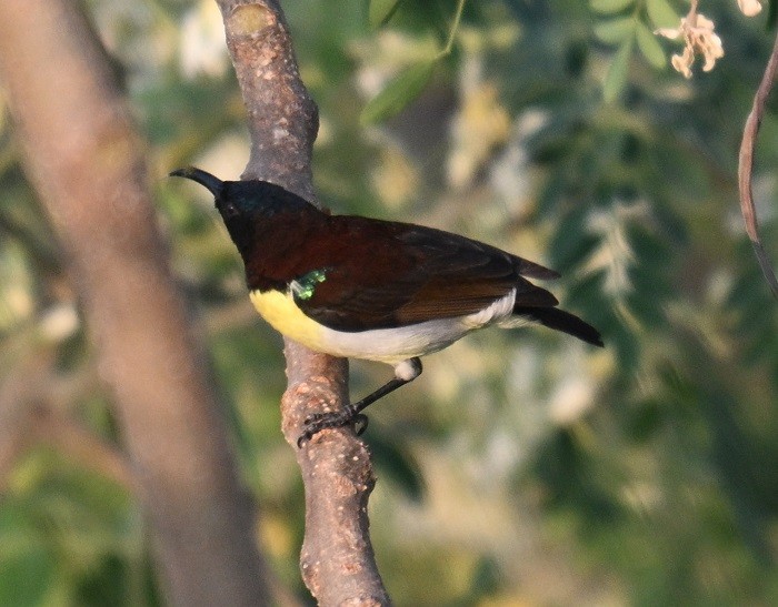 クリセタイヨウチョウ - ML646627746