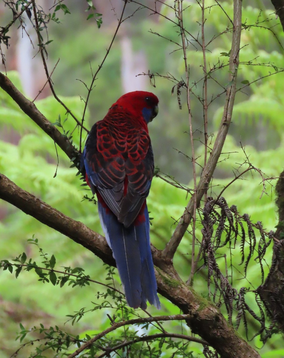 Pennantsittich - ML646627747