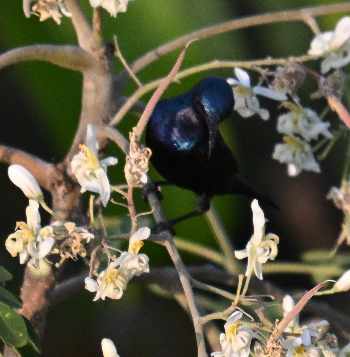 ムラサキタイヨウチョウ - ML646627748