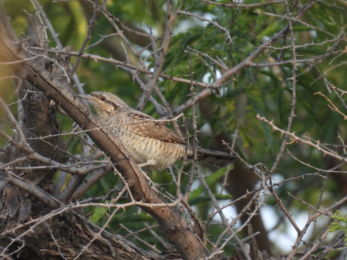 Eurasian Wryneck - ML646627750