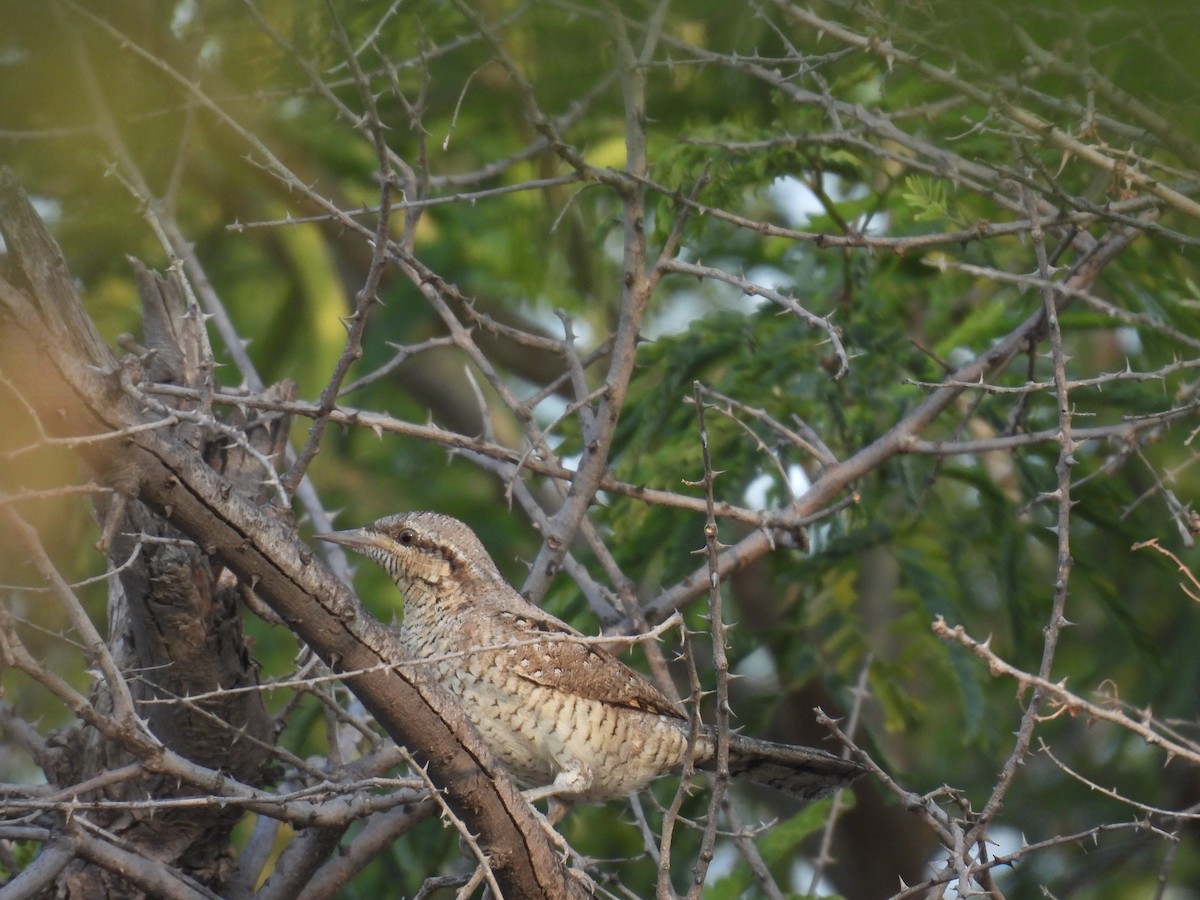 Eurasian Wryneck - ML646627751