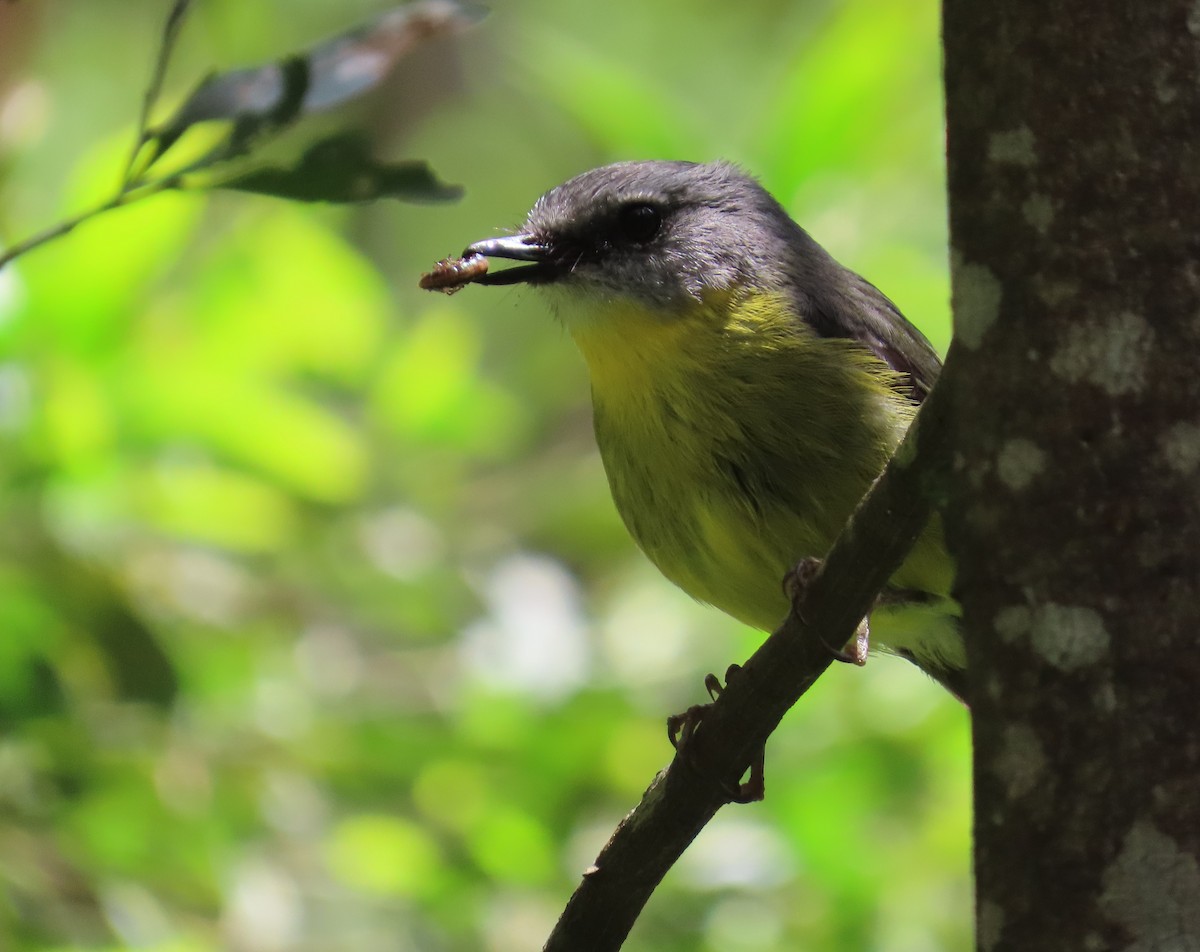 Королець жовтий - ML646627753