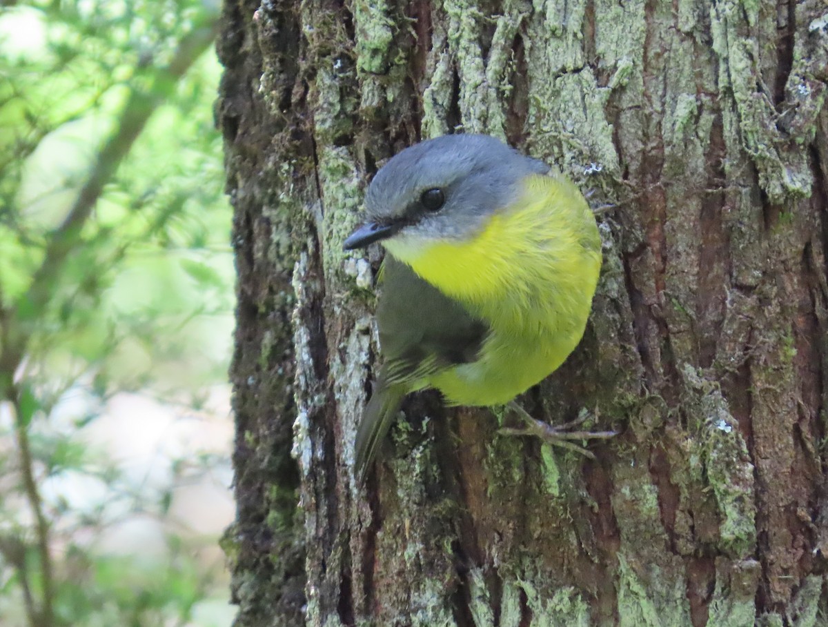 Королець жовтий - ML646627754