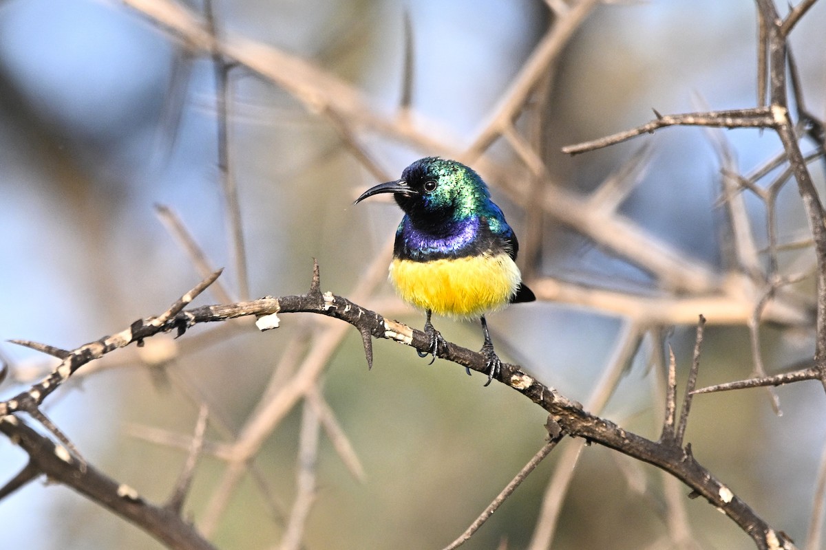 Variable Sunbird - ML646627756