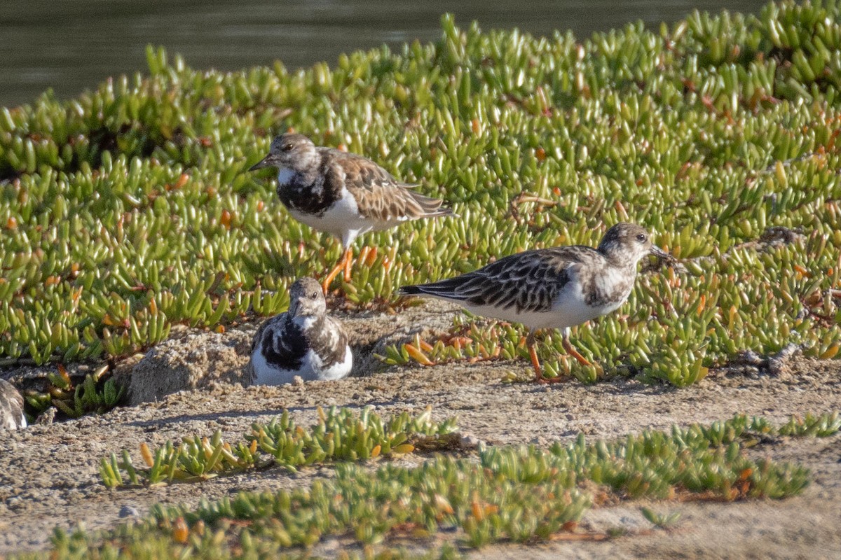 Tournepierre à collier - ML646627757