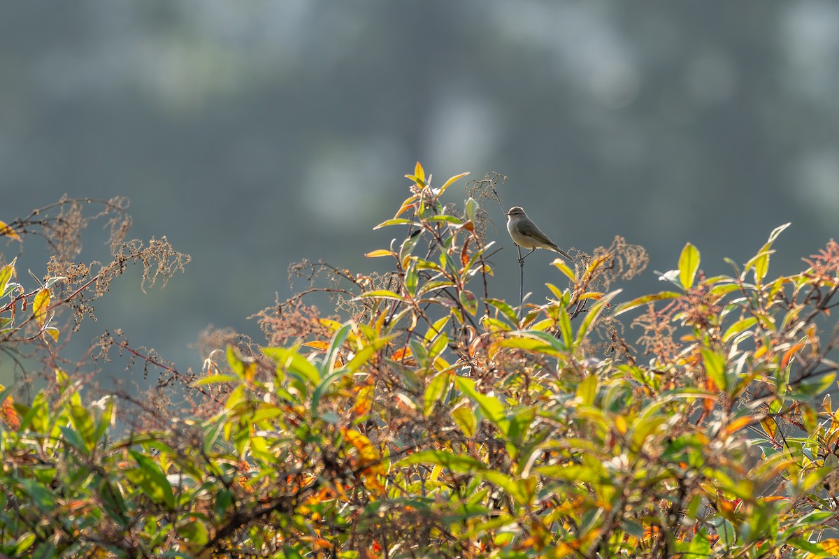 Txio arrunta - ML646627759