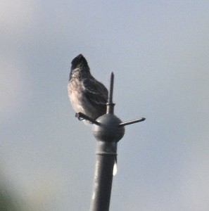 シリアカヒヨドリ - ML646627760