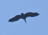 アカアシトキ - ML646627761