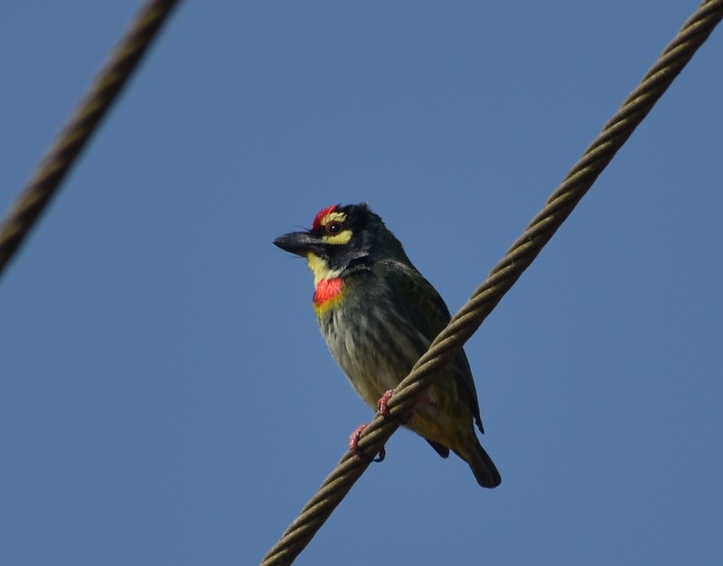 Al Göğüslü Barbet - ML646627762