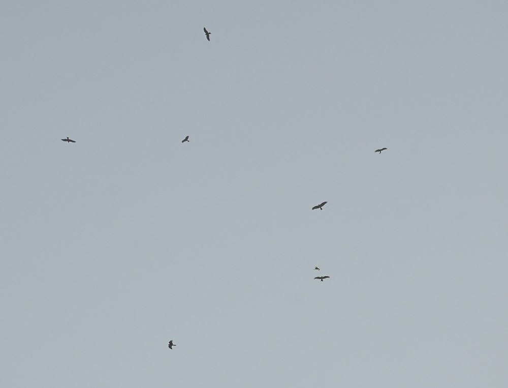 Miru beltza - ML646627763