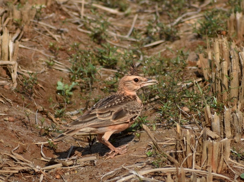 Malabar Toygarı - ML646627764
