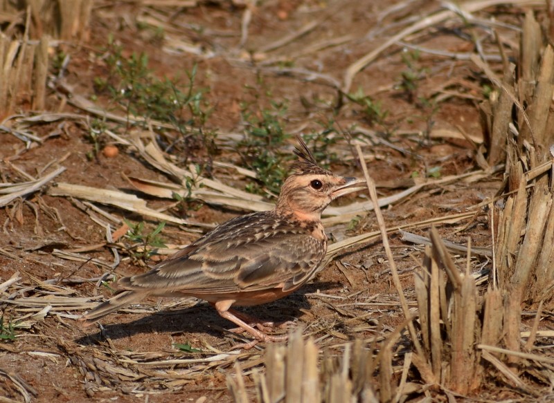 Malabar Toygarı - ML646627765