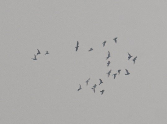 Haitz-usoa (etxekoa) - ML646627766