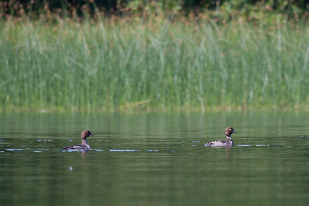 Murgilari urrebegia - ML646627767