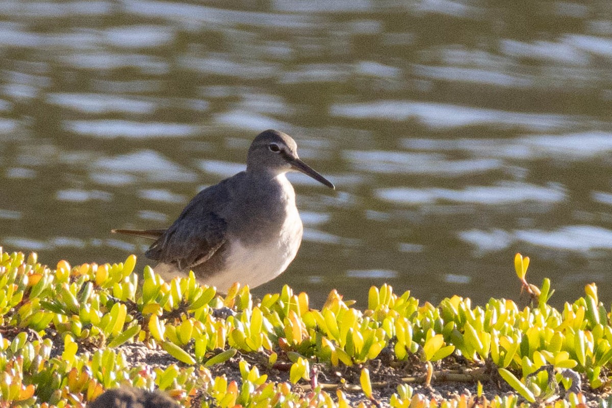 Chevalier errant - ML646627768