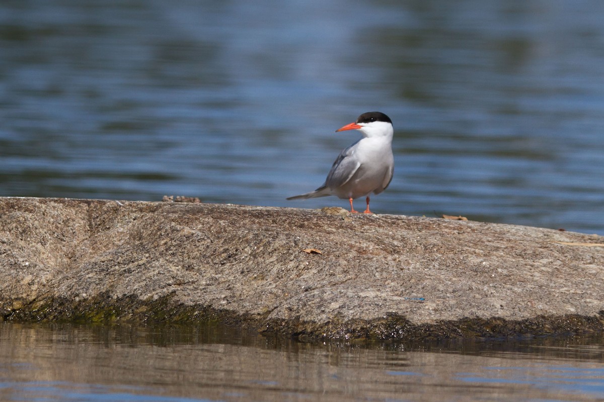 Common Tern - ML646627769