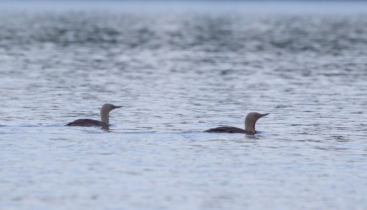 Aliota txikia - ML646627770